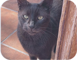 Loki