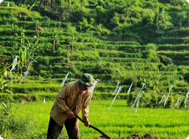Junts reforestem el futur
